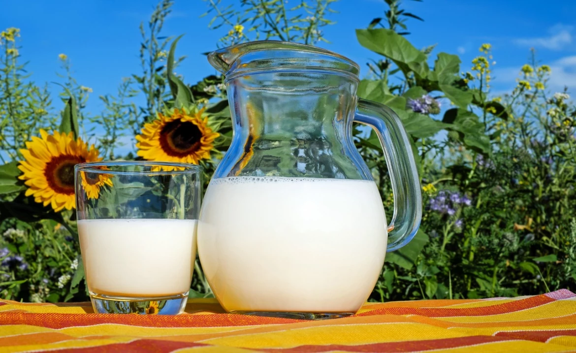 Produção leiteira cresce em Sapucaia no ano de 2021